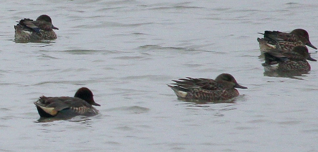 Green-winged Teal - ML86205191