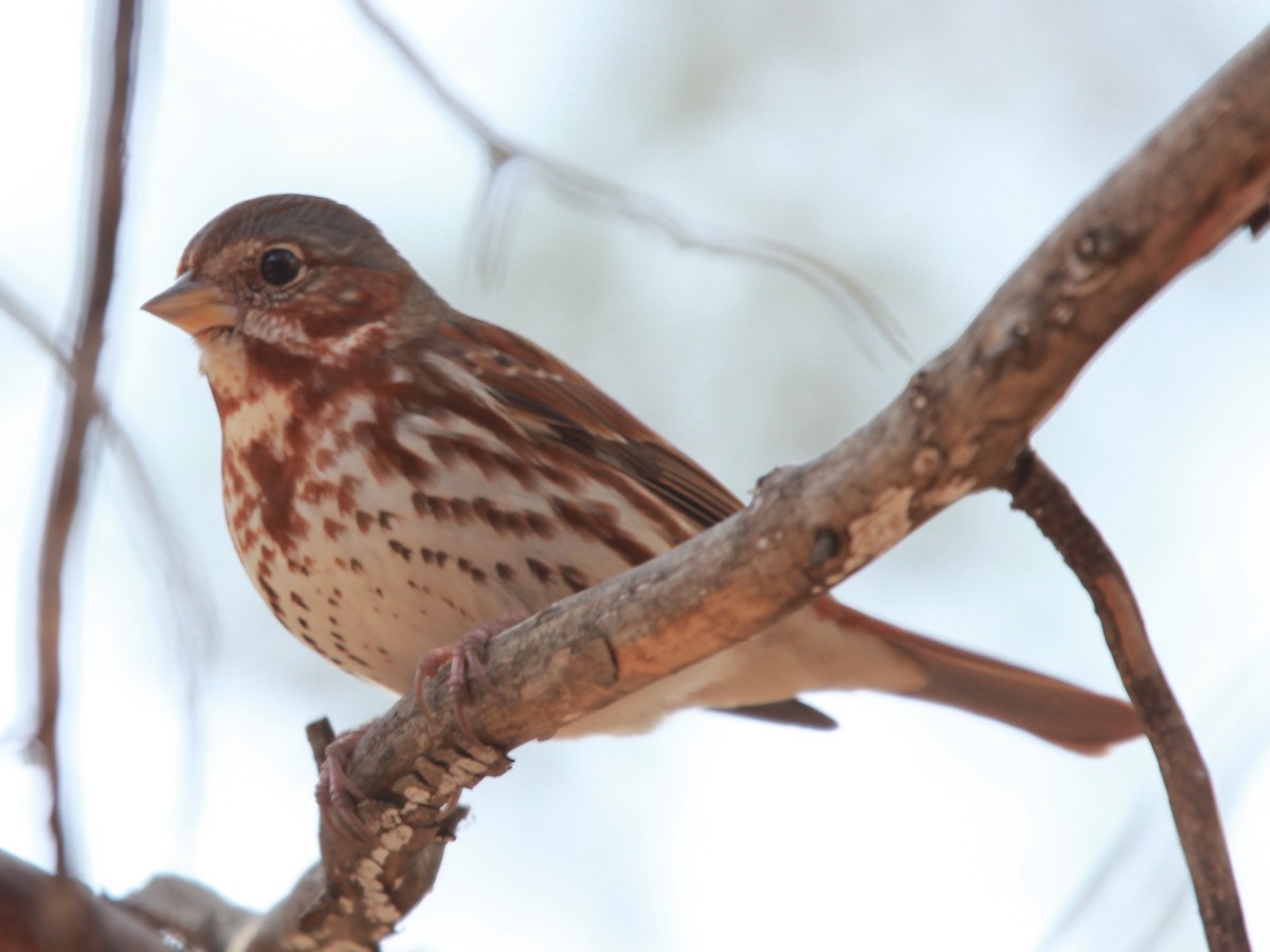 Fox Sparrow (Red) - ML86208171