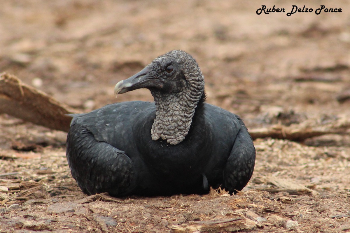 Black Vulture - RUBEN DELZO PONCE