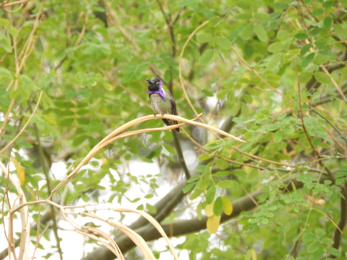 Costa's Hummingbird - ML86209061