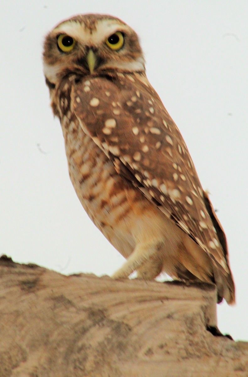 Burrowing Owl - RUBEN DELZO PONCE