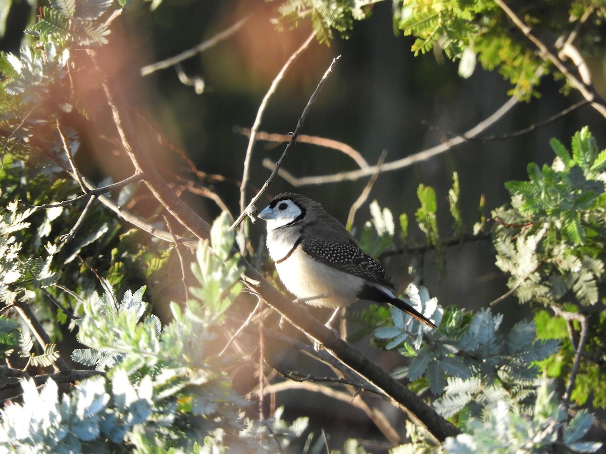 Double-barred Finch - Anonymous