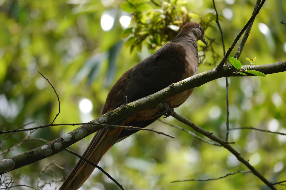 Brown Cuckoo-Dove - ML86210751