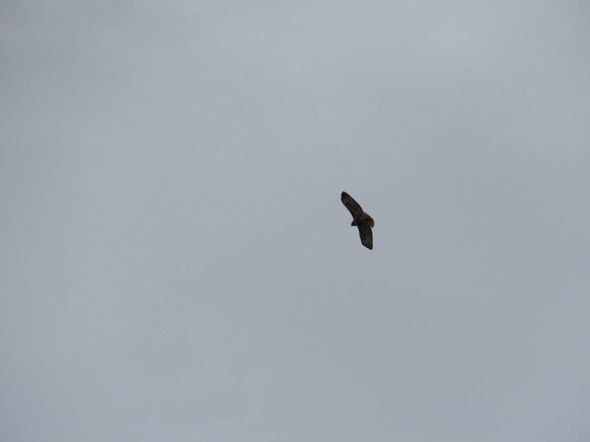 Red-tailed Hawk - ML86211641