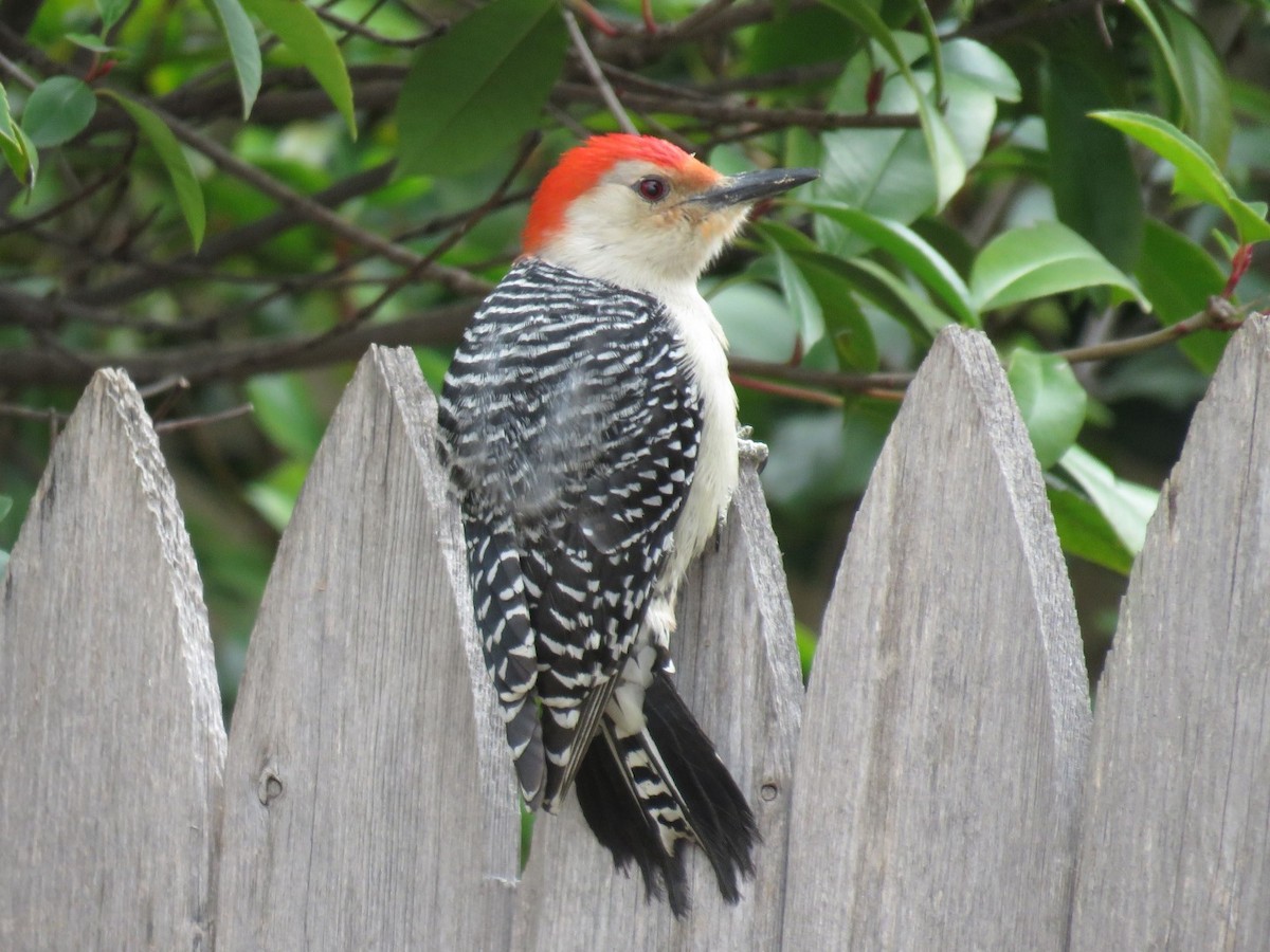 Red-bellied Woodpecker - ML86211931