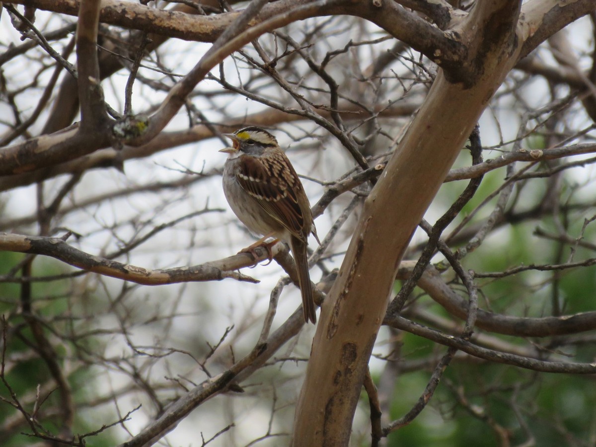 White-throated Sparrow - ML86213081