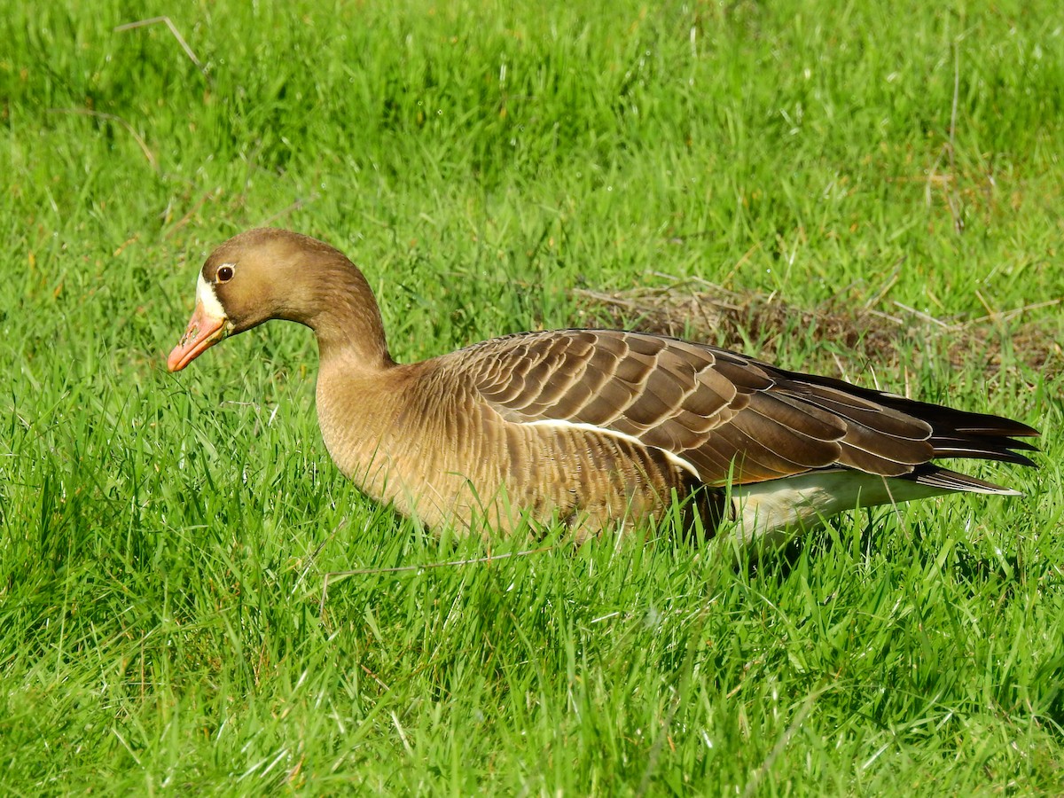 Greater White-fronted Goose - ML86213111