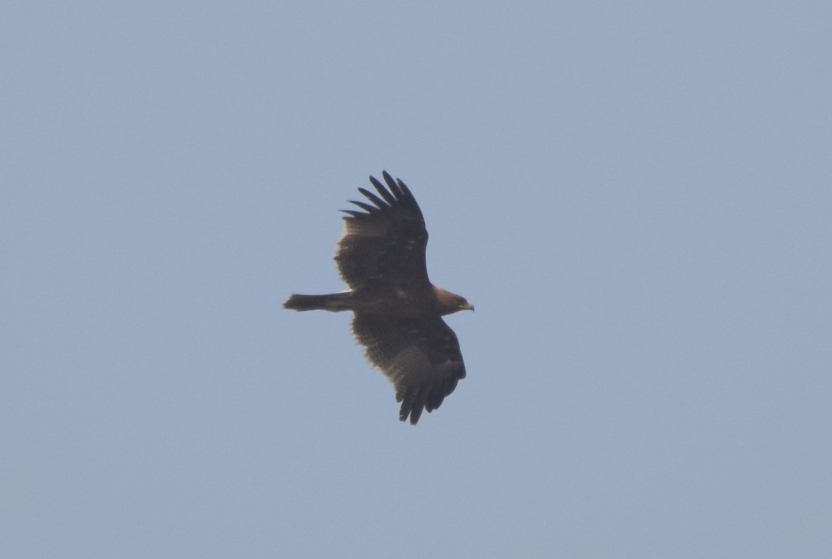 Indian Spotted Eagle - HG Prashanthakumar