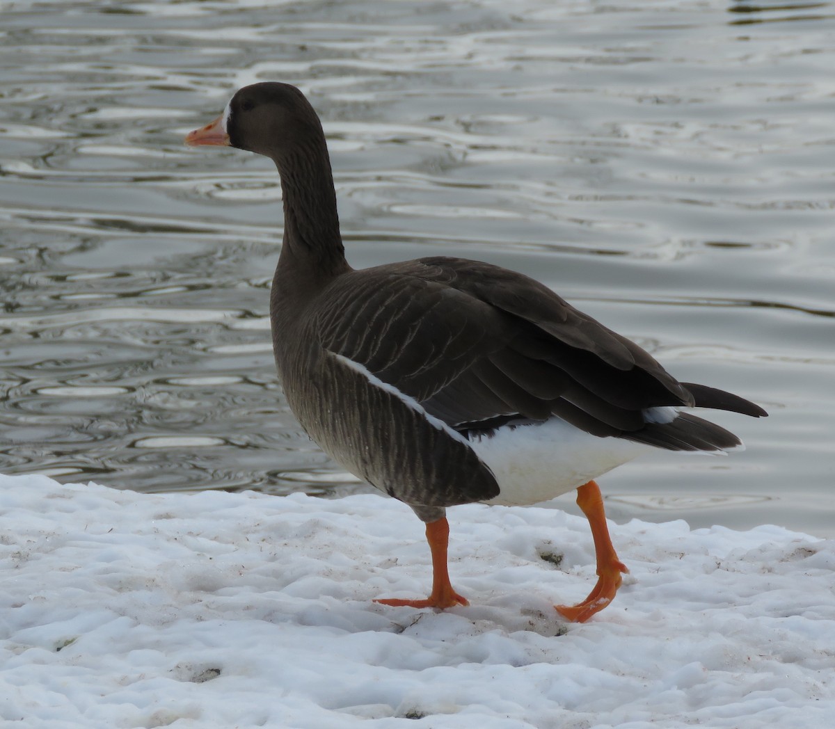 Greater White-fronted Goose - Mark A. Brogie