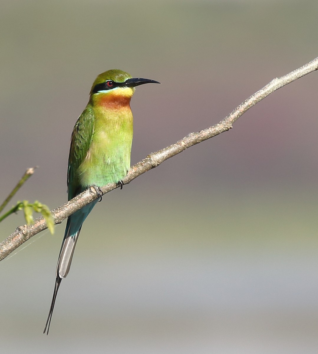 Blue-tailed Bee-eater - Rahul  Singh