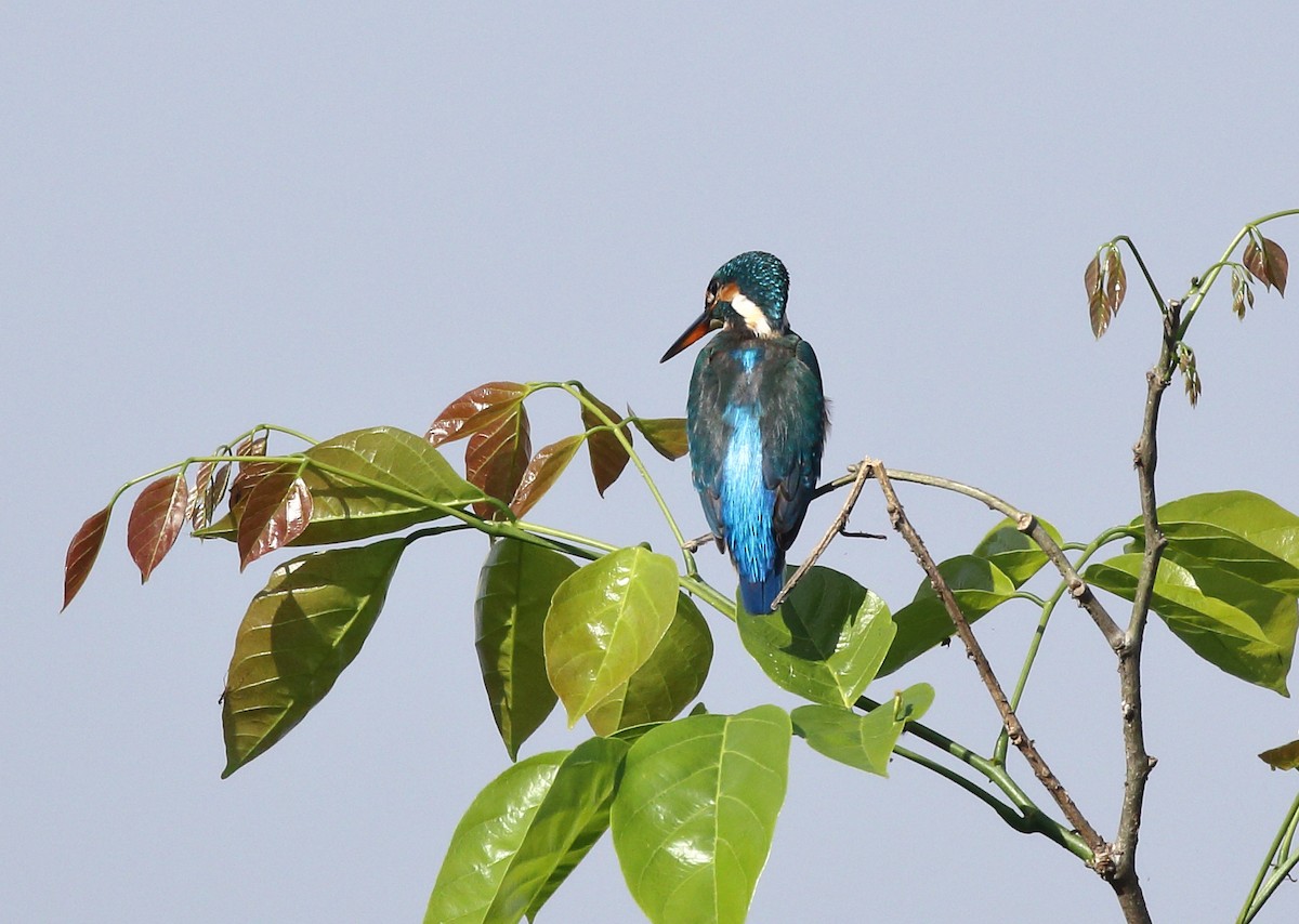 Common Kingfisher - ML86219331