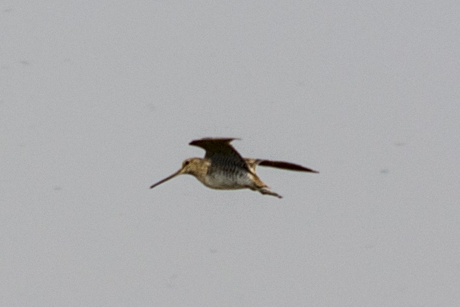 Pin-tailed Snipe - Dr. Sagar Adhurya