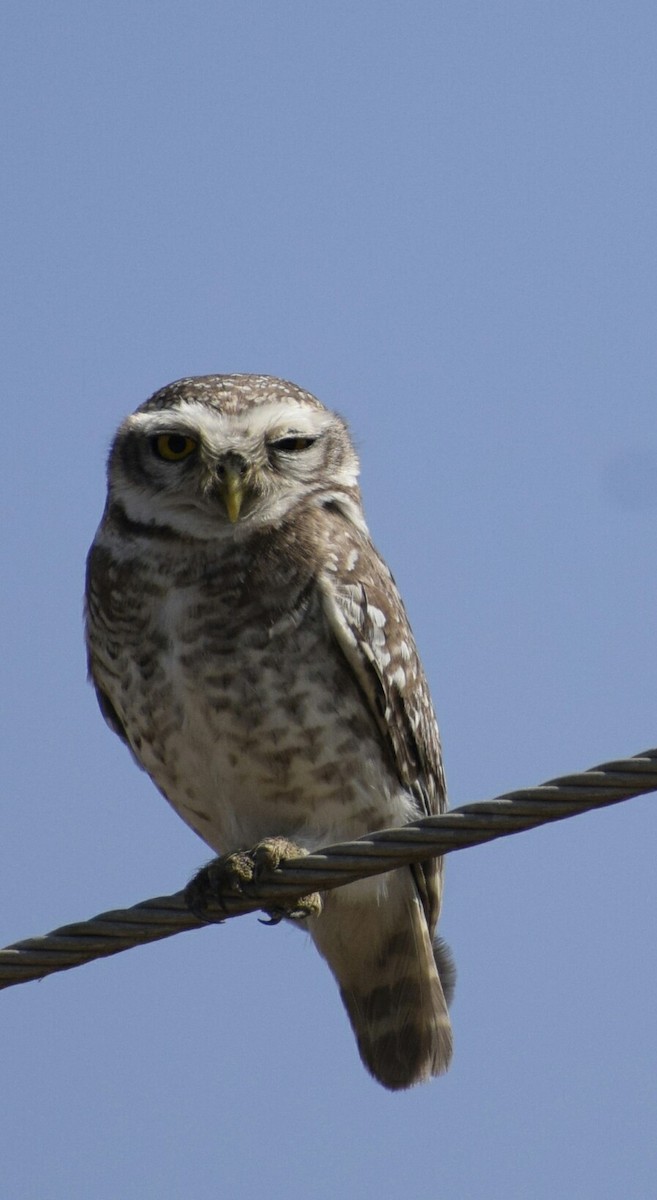 Spotted Owlet - Jageshwer verma
