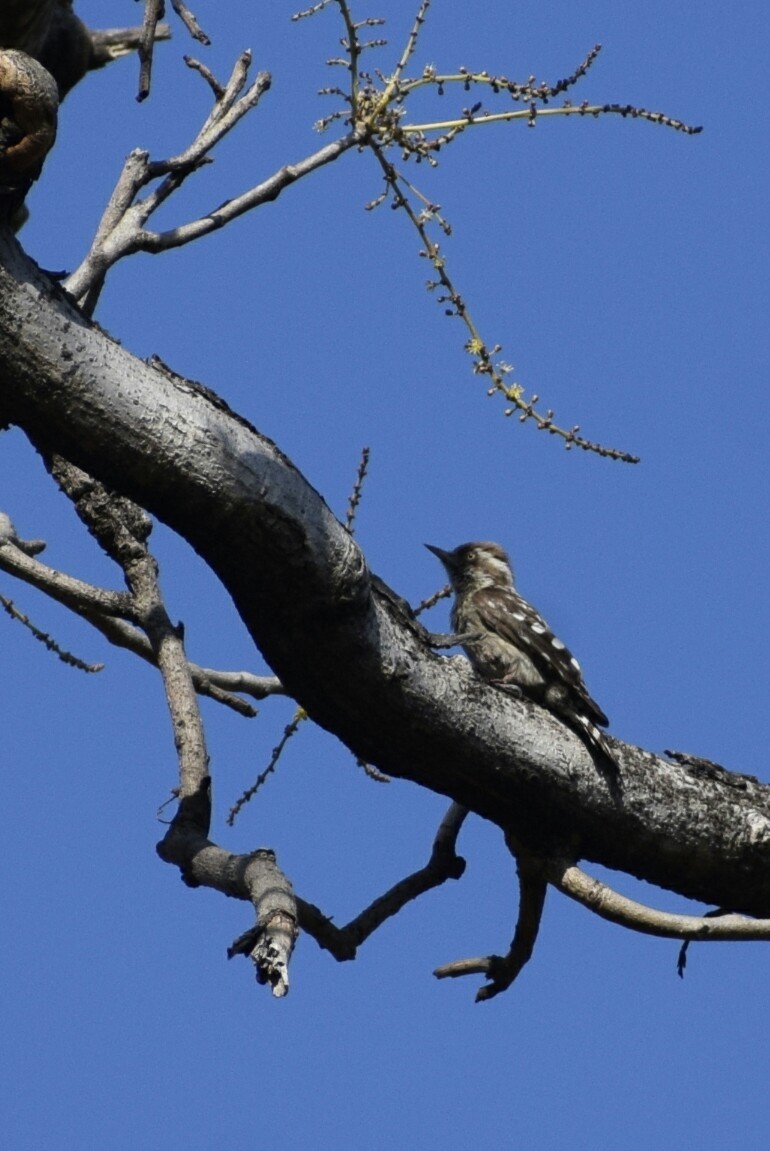 Brown-capped Pygmy Woodpecker - Jageshwer verma