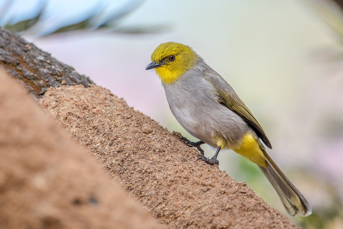 Yellow-throated Bulbul - Sivaguru Noopuran PRS