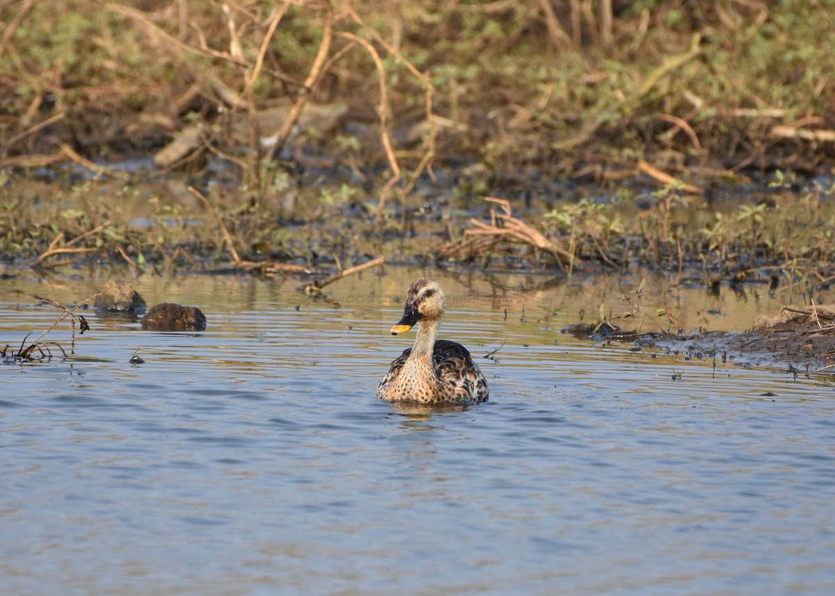 Indian Spot-billed Duck - ML86222051