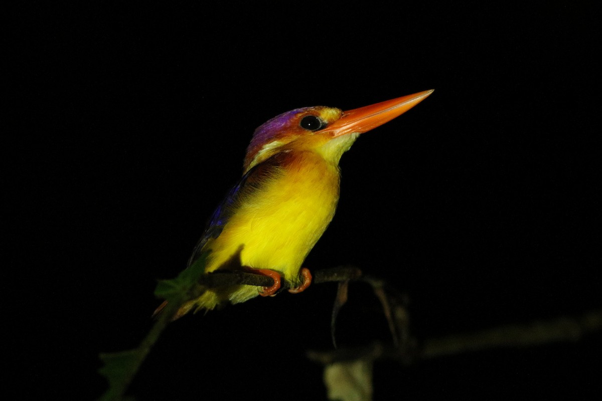 Rufous-backed Dwarf-Kingfisher - Edward  Brinkley