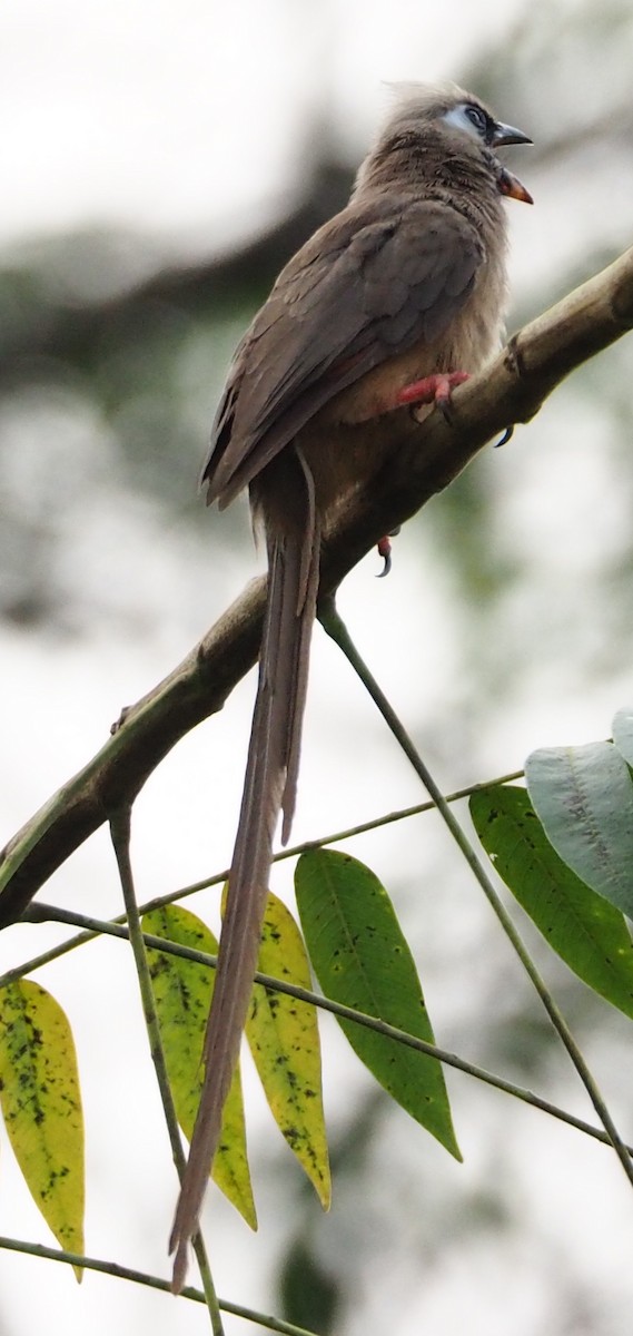 Speckled Mousebird - Selvino de Kort