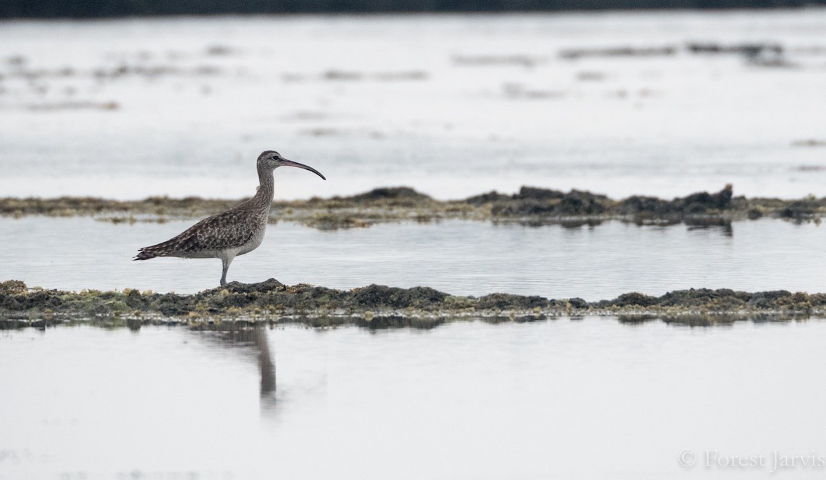 Whimbrel - Forest Botial-Jarvis