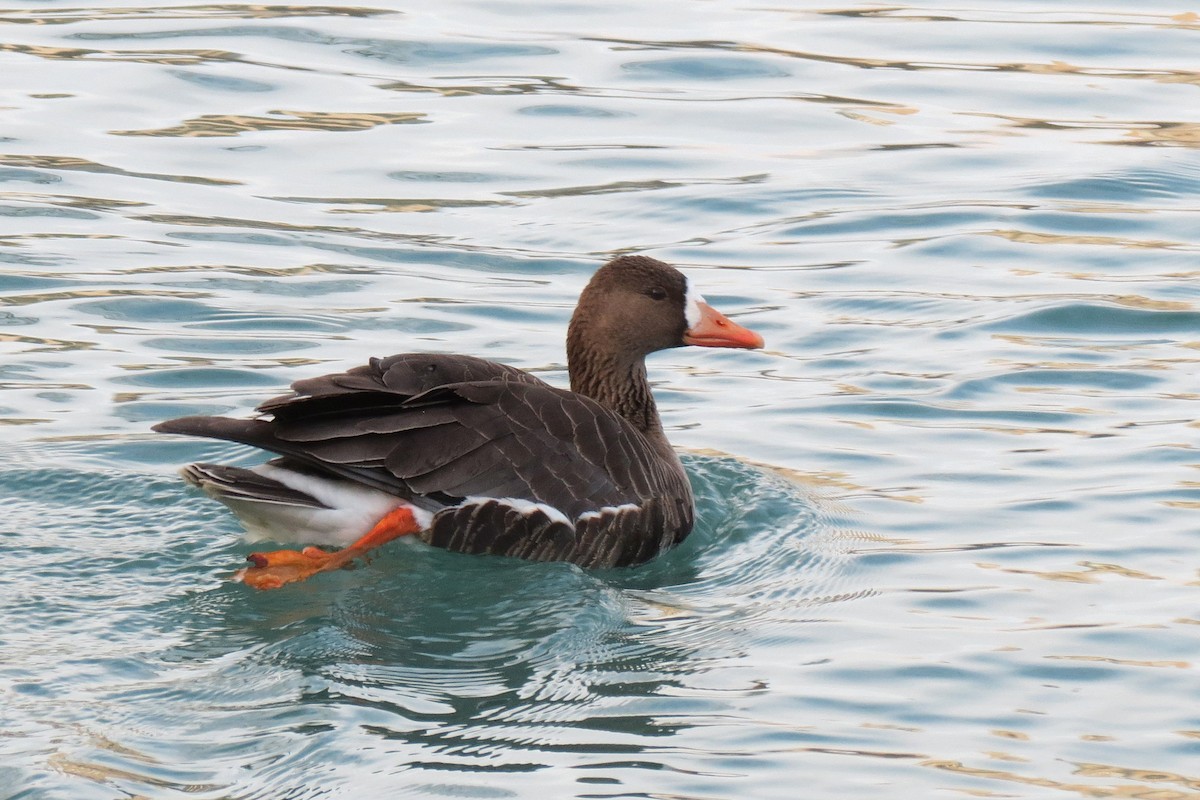 Greater White-fronted Goose - ML86224741