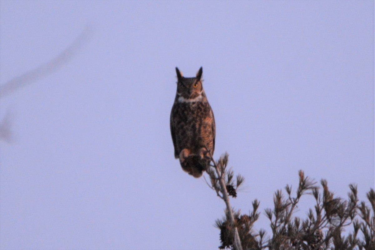 Great Horned Owl - ML86225081