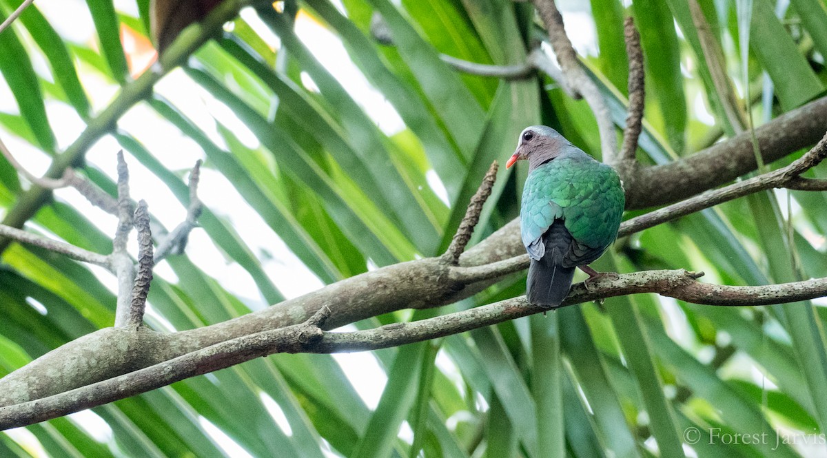 Asian Emerald Dove - Forest Botial-Jarvis