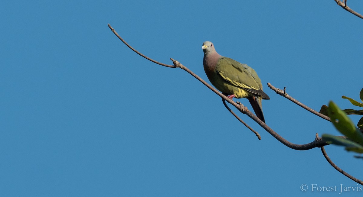 Pink-necked Green-Pigeon - ML86225761