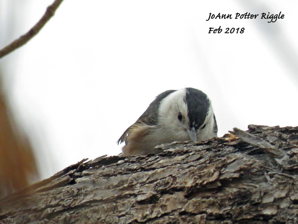 White-breasted Nuthatch - ML86225981