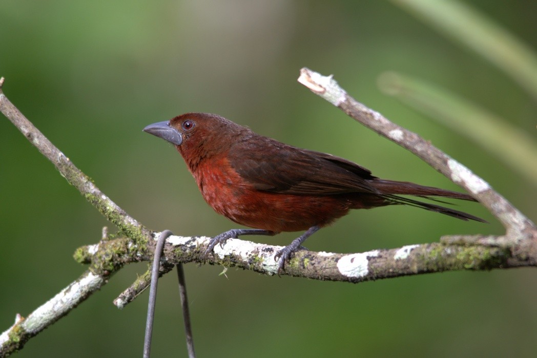 Silver-beaked Tanager - ML86227641