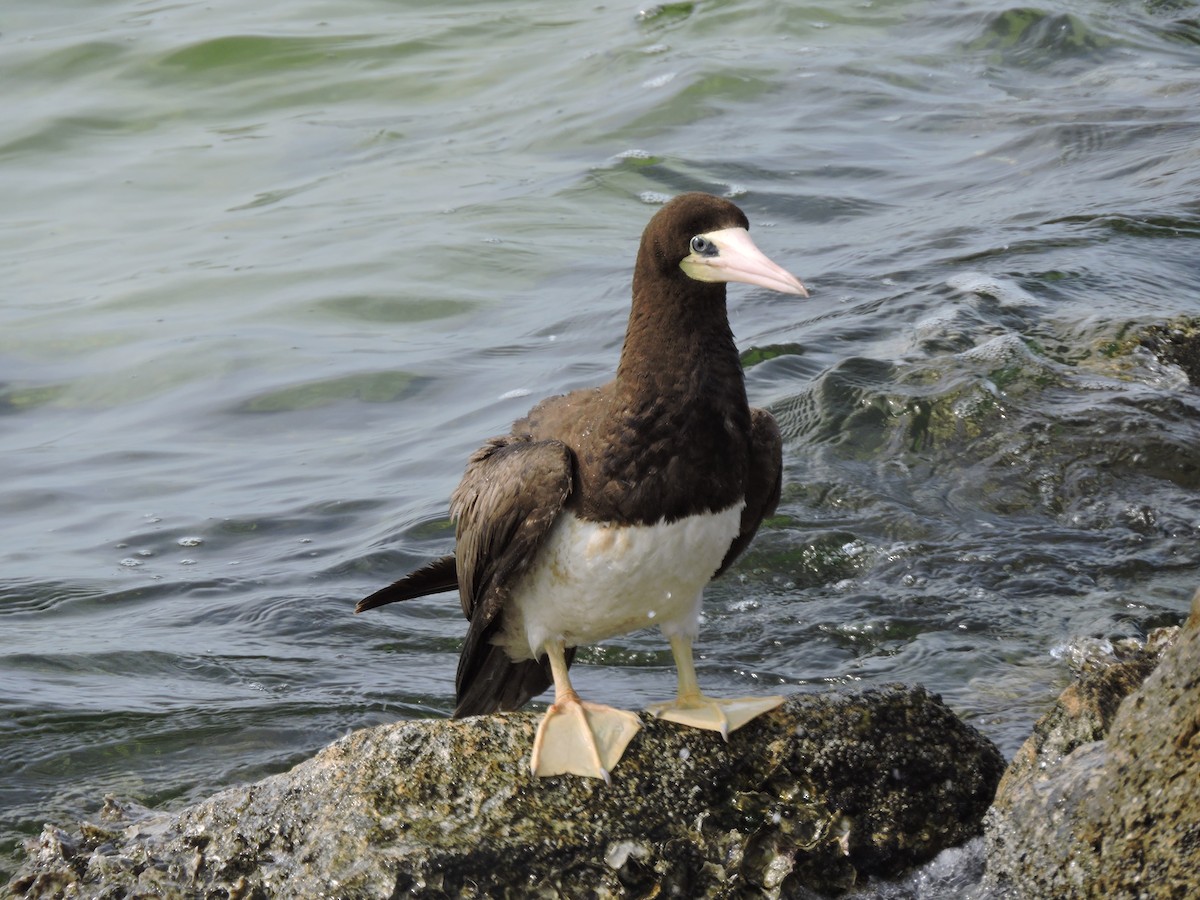 Brown Booby - ML86229591