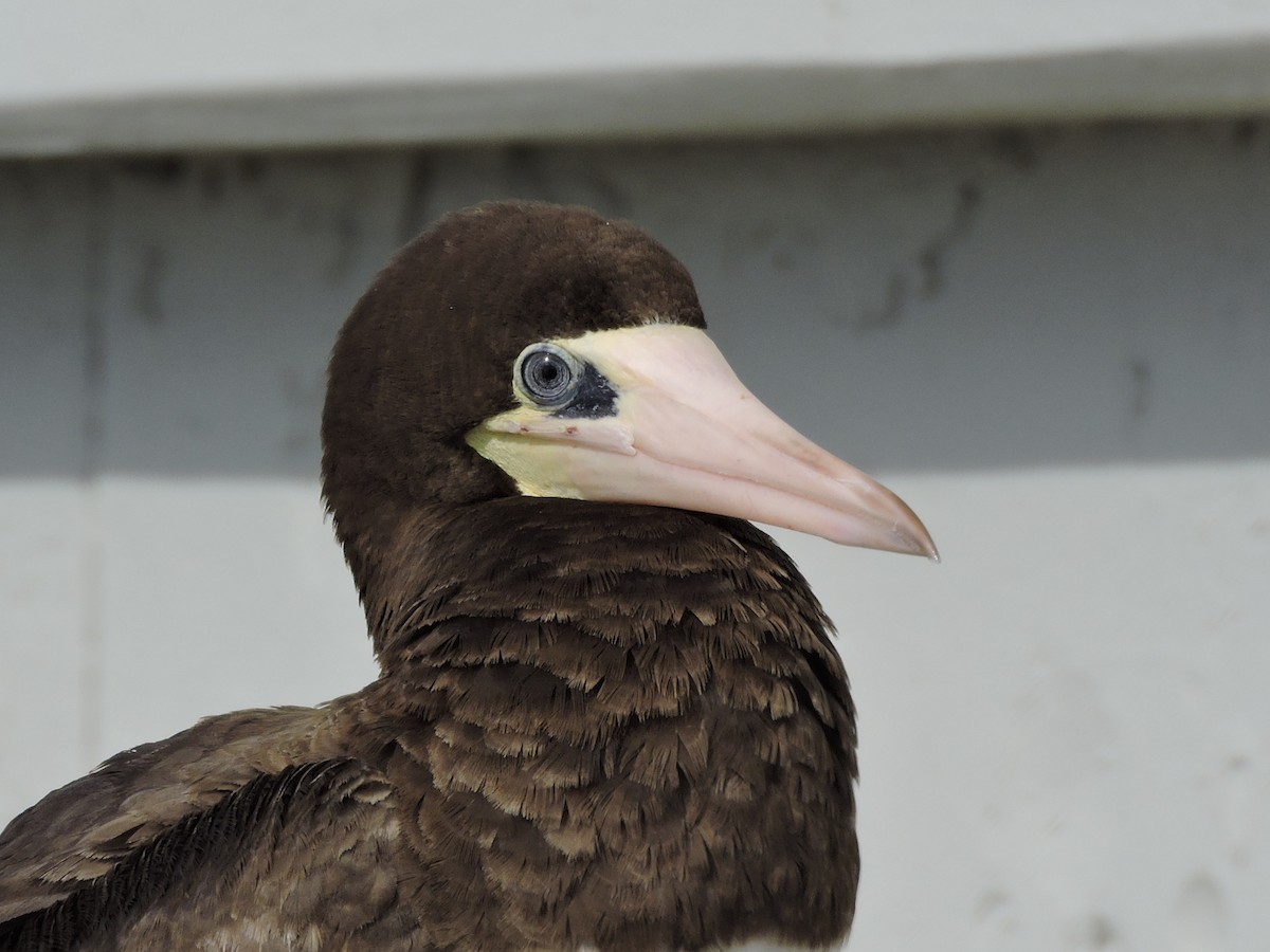Brown Booby - ML86229771