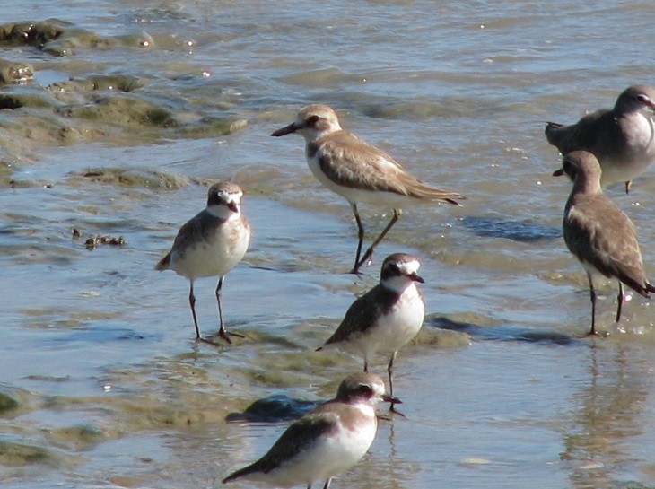 Greater Sand-Plover - Troy Corman