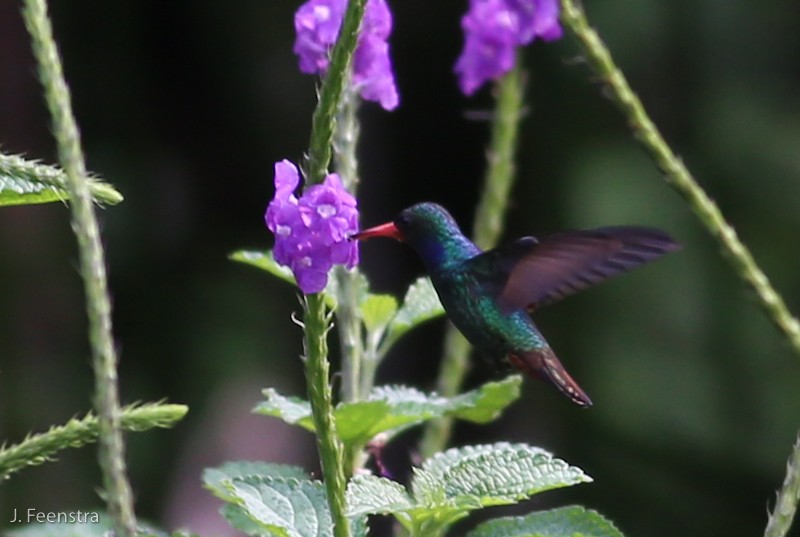 kolibřík savanový - ML86232051