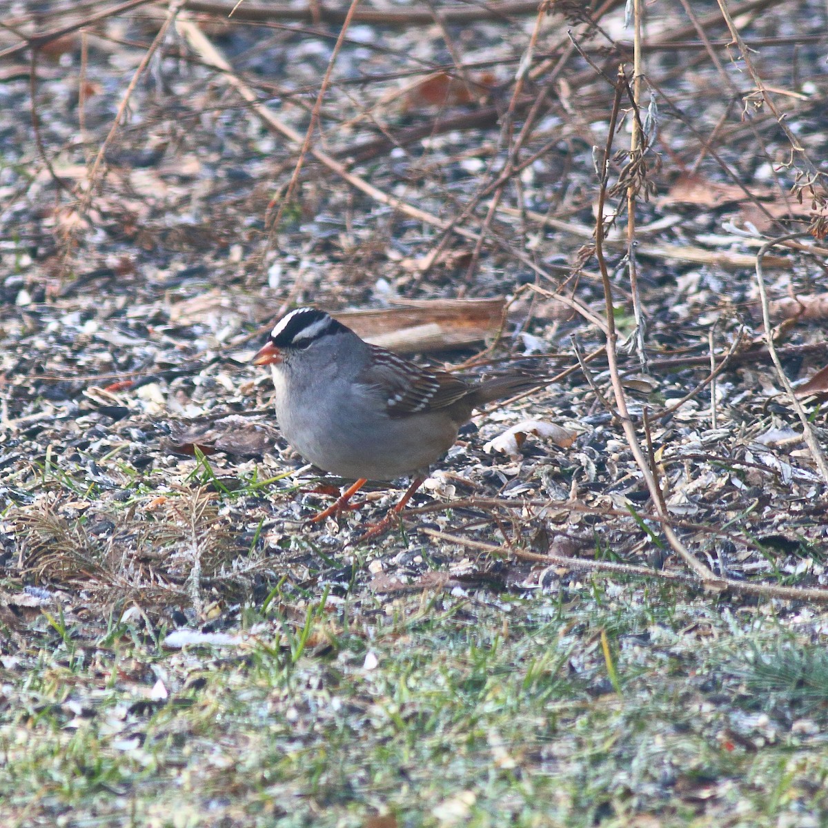 White-crowned Sparrow - ML86232601
