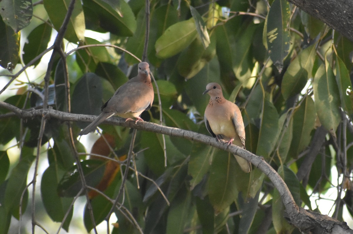 Laughing Dove - ML86233701