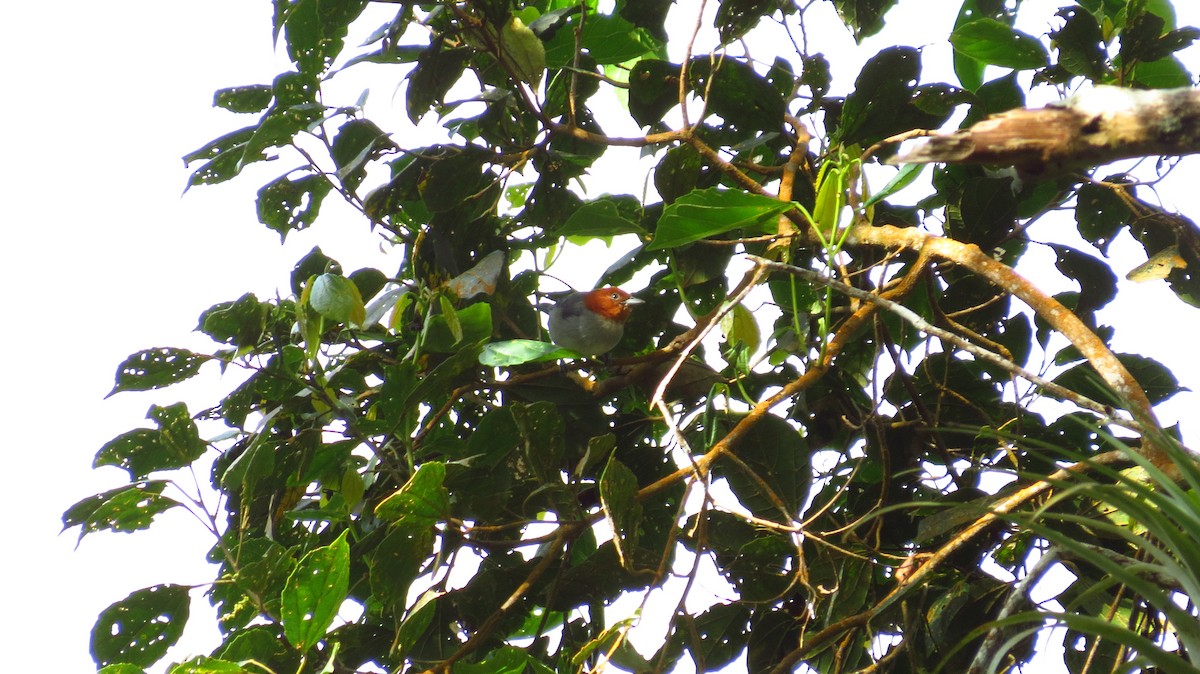 Fulvous-headed Tanager - ML86234781