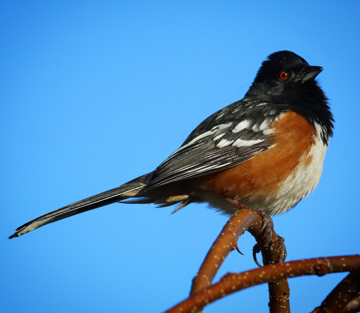 Spotted Towhee - ML86235291
