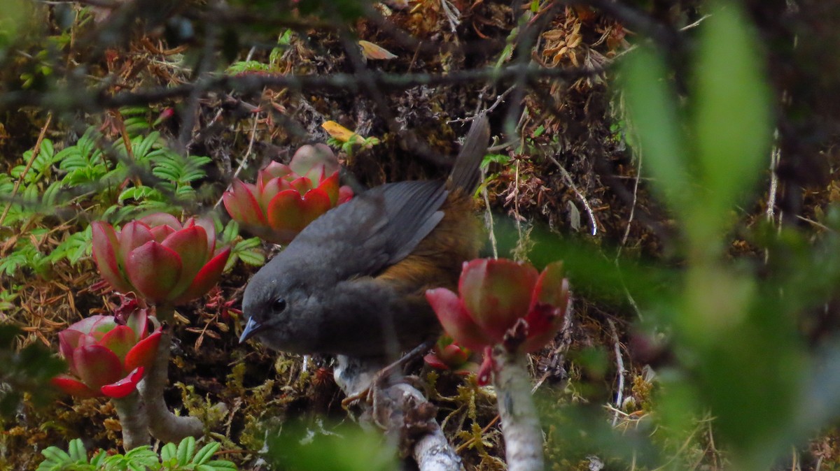 Brown-rumped Tapaculo - ML86236891
