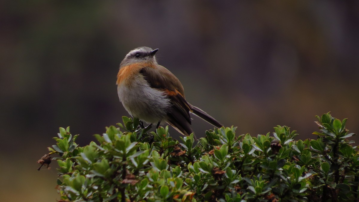 Rufous-breasted Chat-Tyrant - ML86237561
