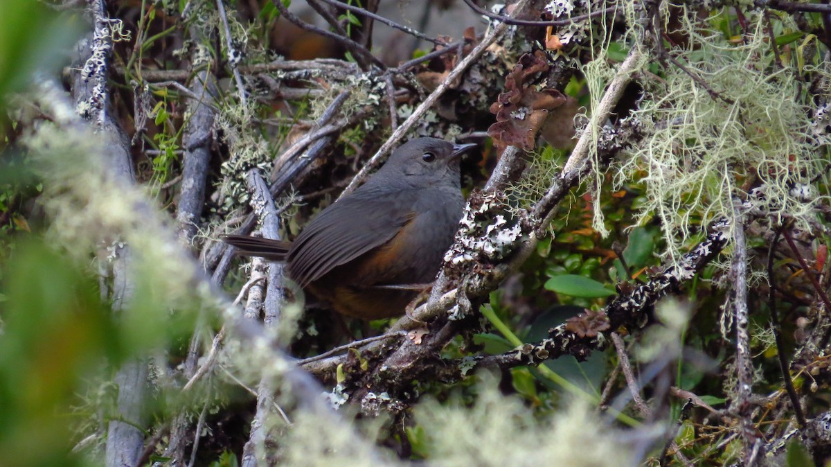 Brown-rumped Tapaculo - ML86238011