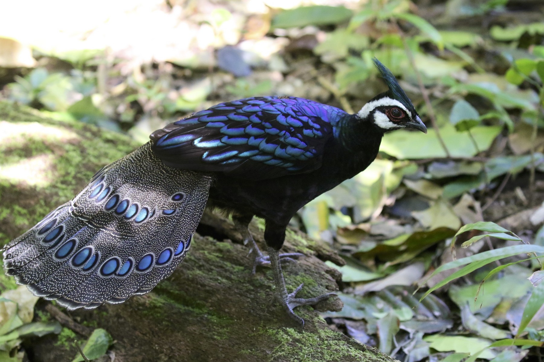 Palawan Peacock-Pheasant - eBird