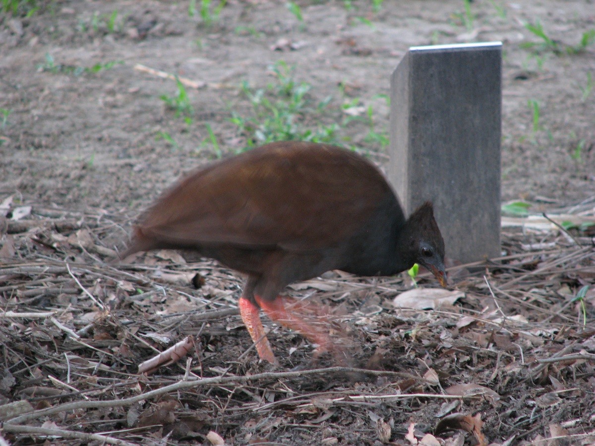 Orange-footed Megapode - Troy Corman
