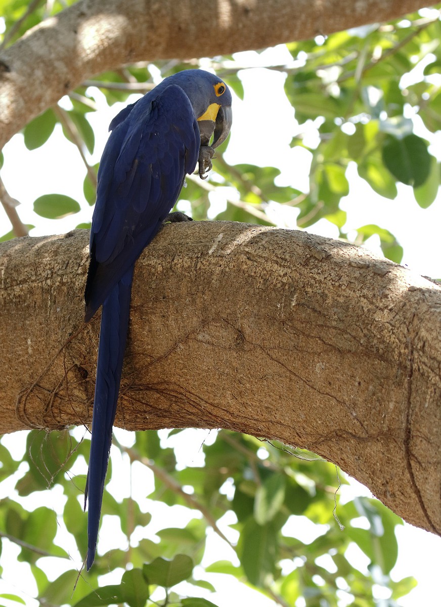 Hyacinth Macaw - Dave Curtis