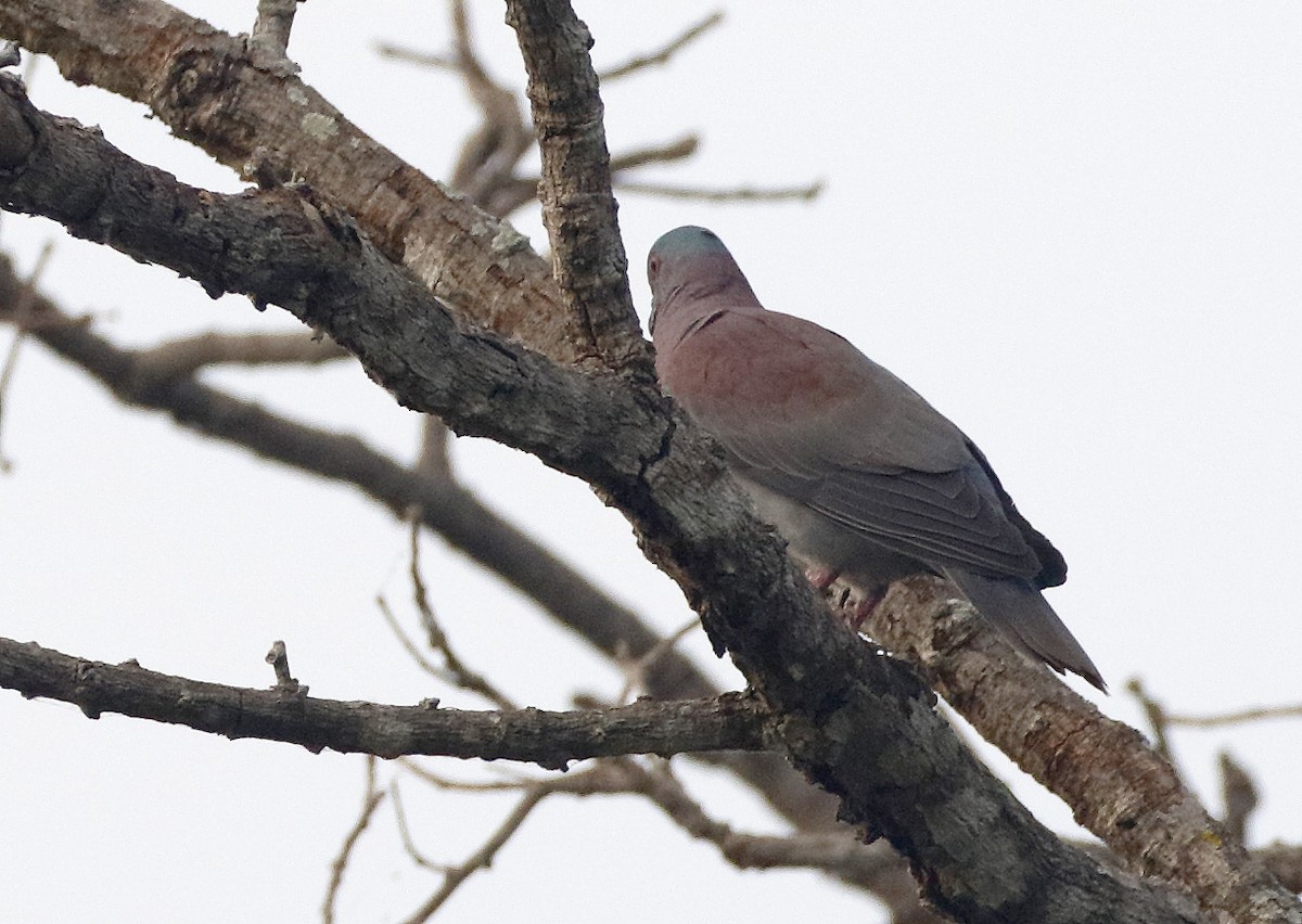 Pale-vented Pigeon - Dave Curtis