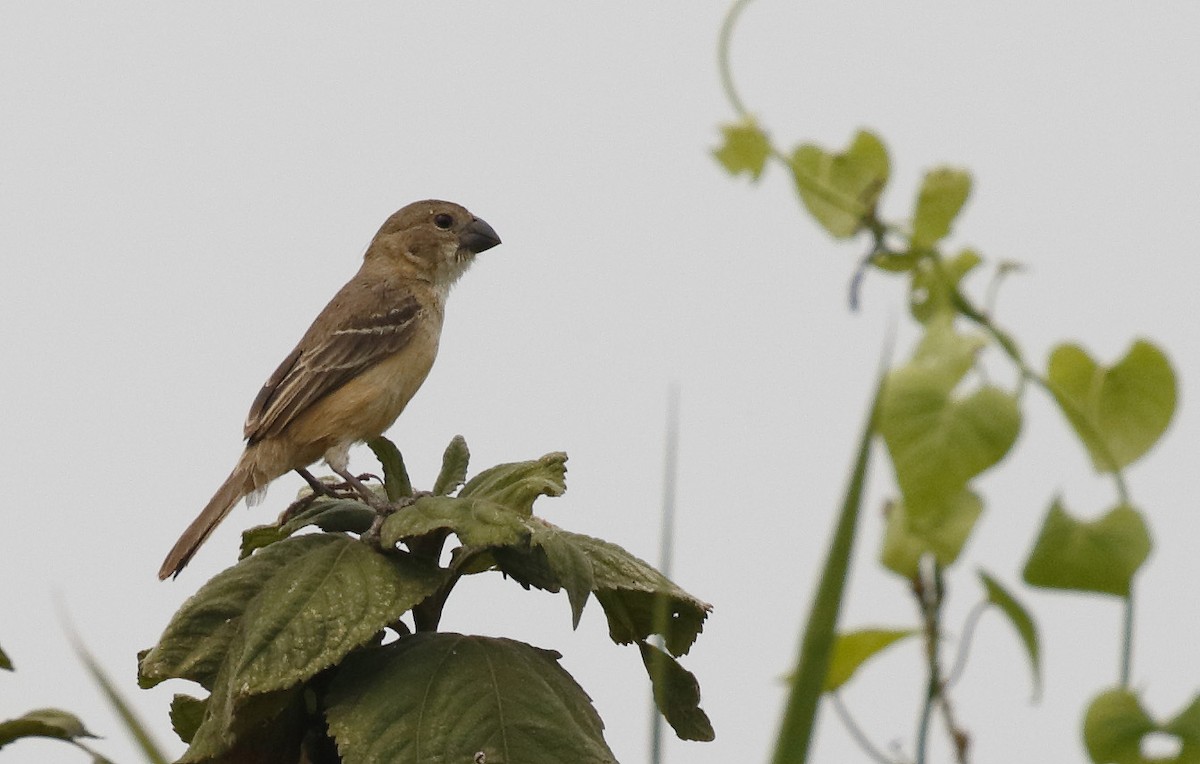 Rusty-collared Seedeater - ML86239311