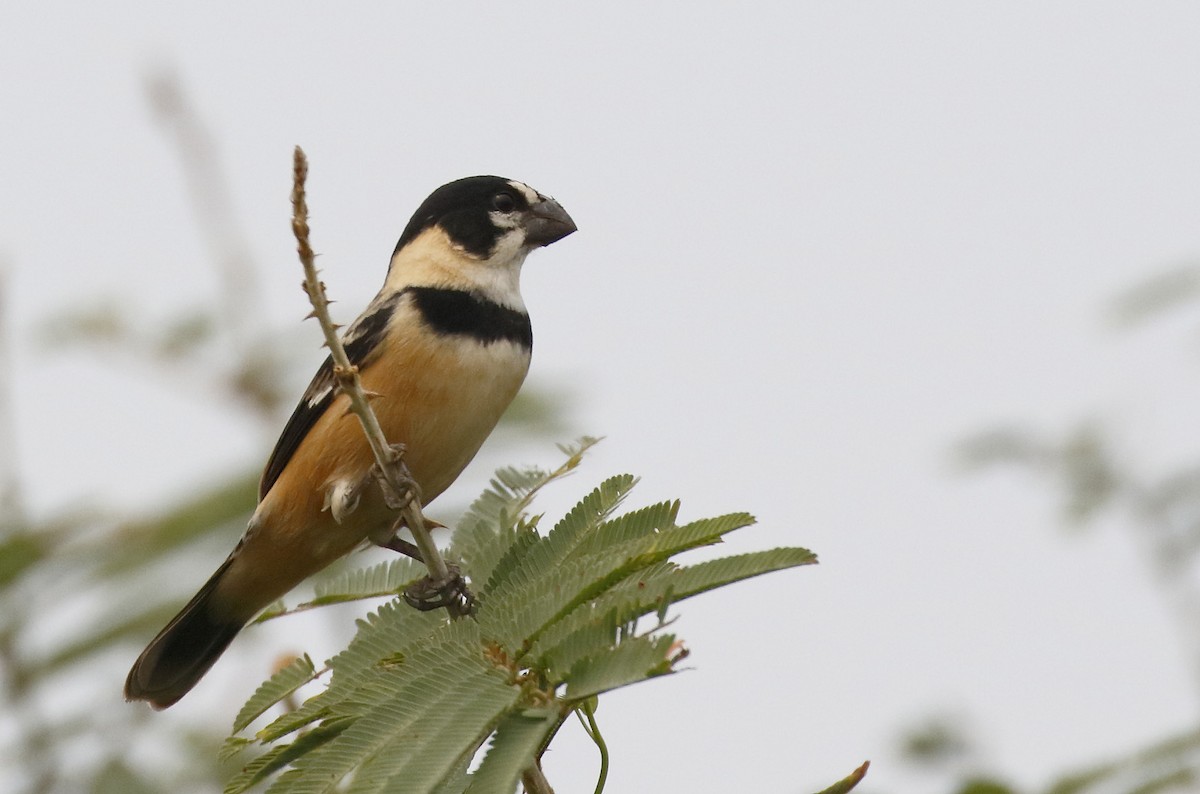 Rusty-collared Seedeater - Dave Curtis