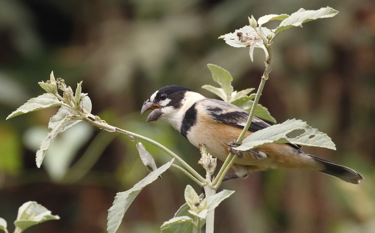 Rusty-collared Seedeater - ML86239401