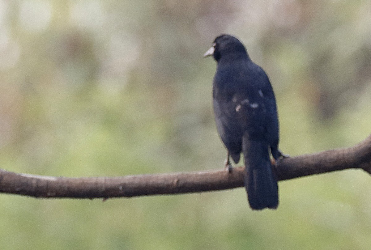 Unicolored Blackbird - ML86239601