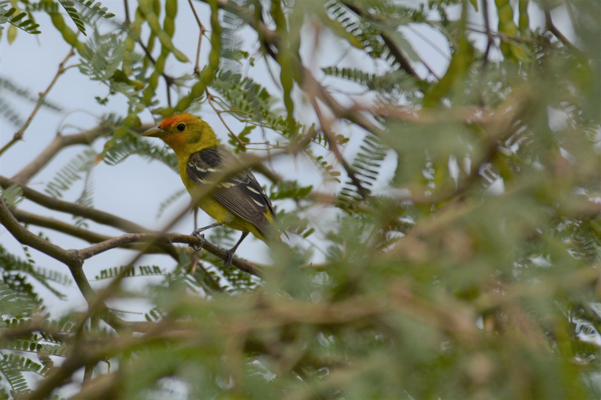 Western Tanager - Russell Hoffman