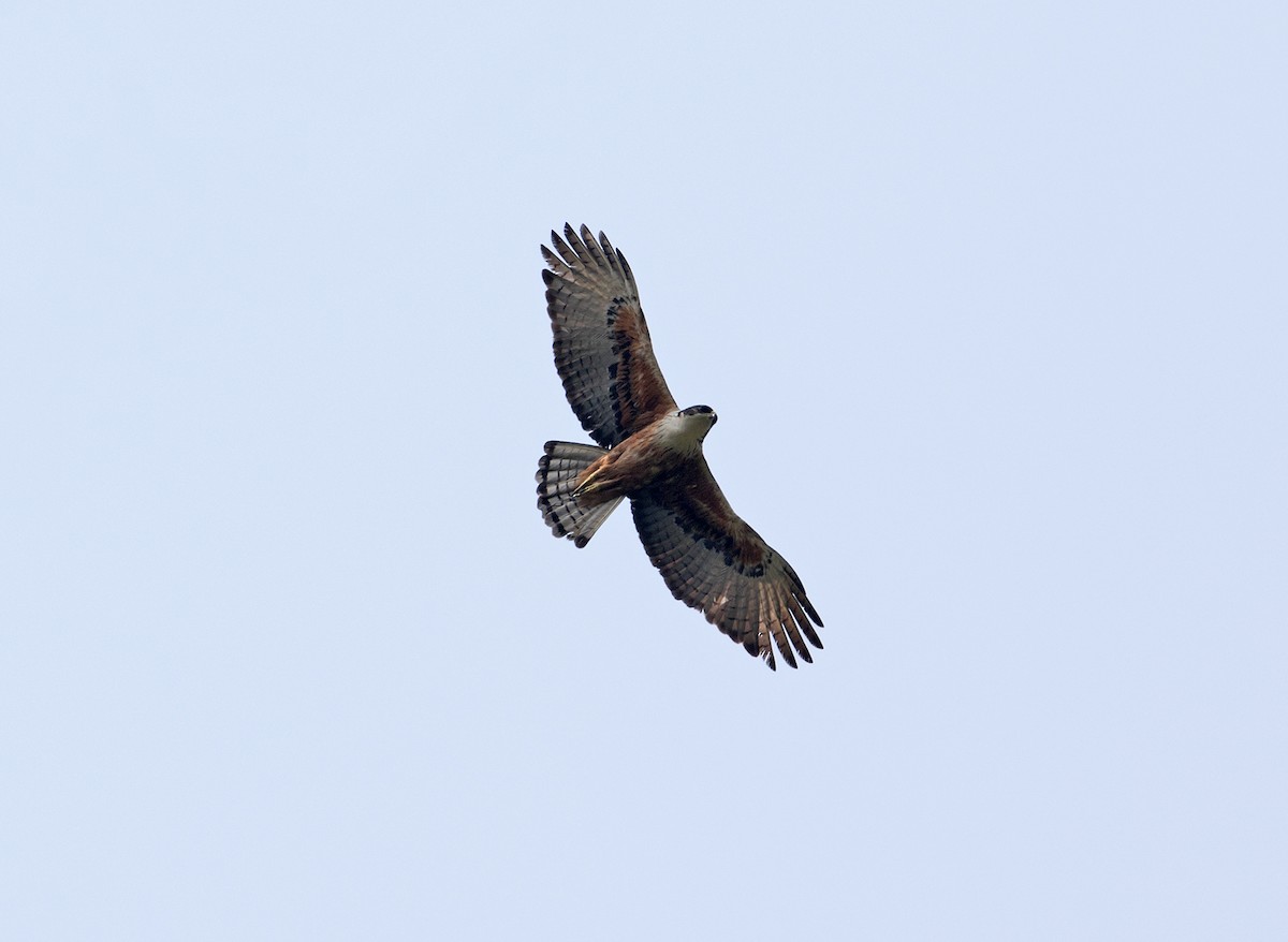 Rufous-bellied Eagle - ML86240751